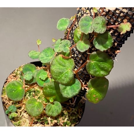 Begonia lichenora (sp.Mini) from Kalimantan Sarawak border [LA]