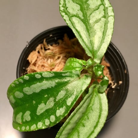 Sonerila sp. from Jerteh