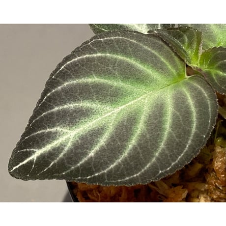 Gesneriaceae gen. from Kalimantan Barat