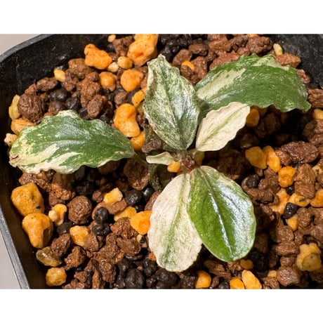 bucephalandra | STORES