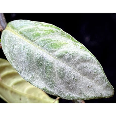 Acanthaceae gen. from Selangor alt 400 [TK050315]