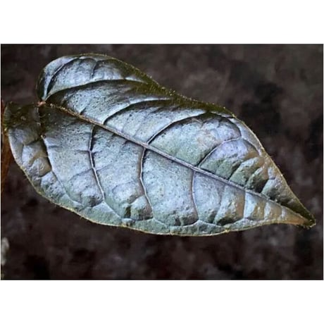 Pterisanthes sp. from Sidikalang [R0817-01c]