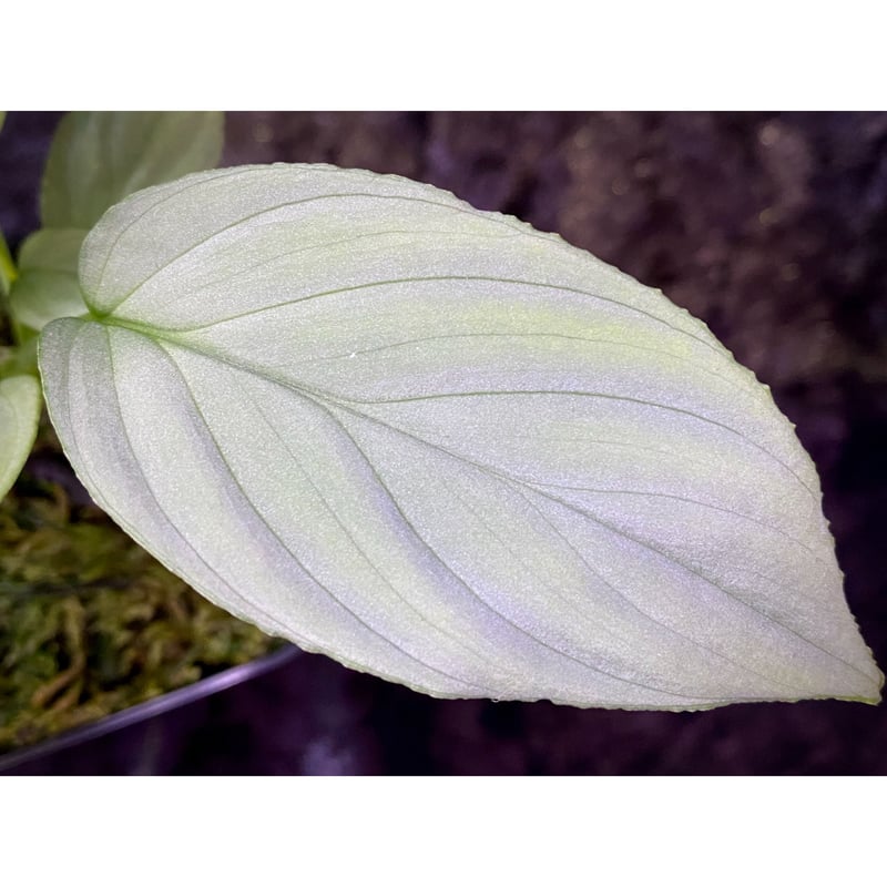 Homalomena cf. humilis from Sumatera Barat [LA0