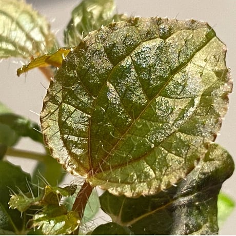 Phylagathis sp. from Cao Bang. Vietnum