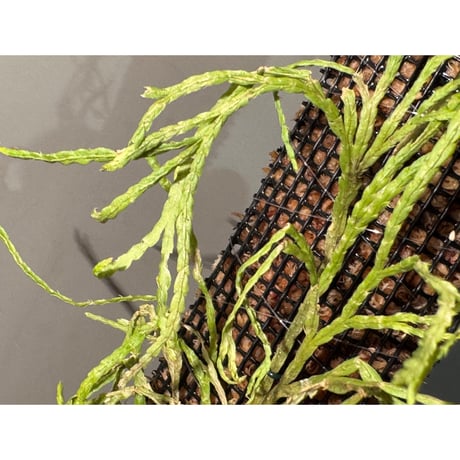 Lycopodium sp. from Aceh sumatera