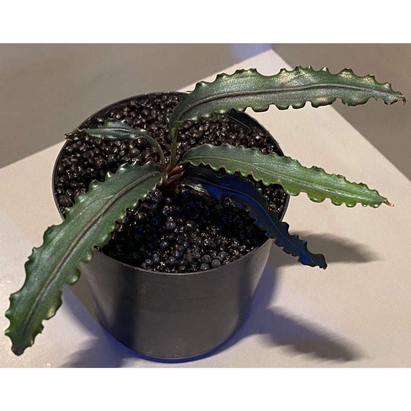 Bucephalandra sp. from 