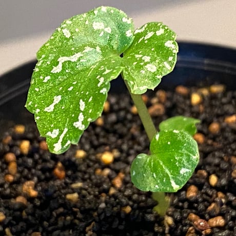 Begonia handelii var. prostrata from Viet Nam