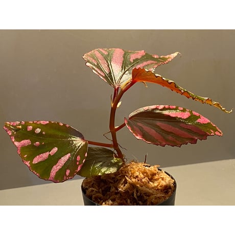 Begonia sp. ぼっち株 from Julau [R1214-01b]