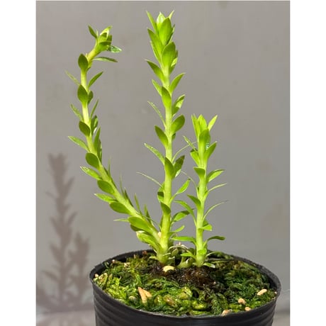 Phlegmariurus phlegmarioides Aimas, Sorong, West Papua 伊藤蟻植物農園