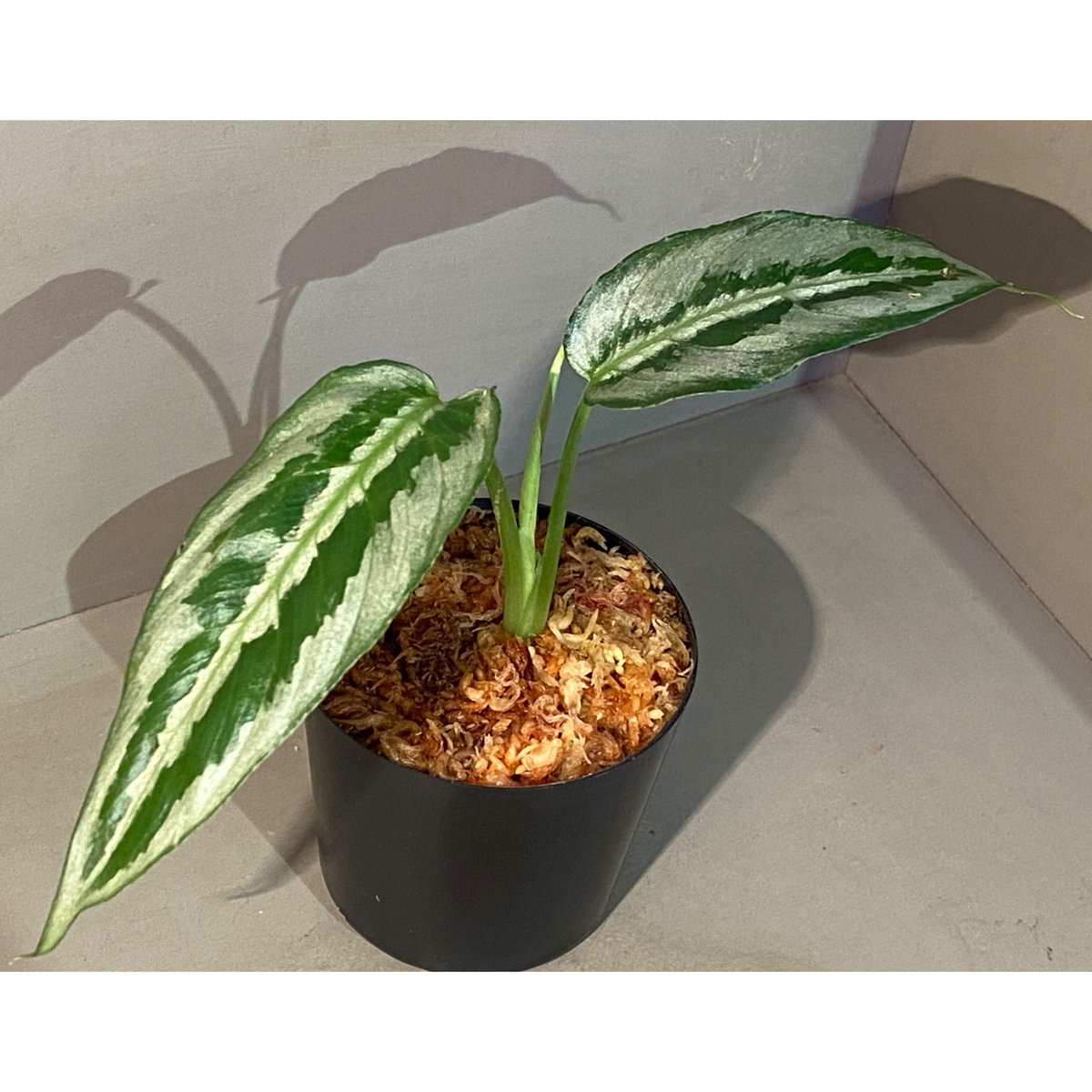 スキスマトグロッティス プセウドハッチ chevron セカダウ アロイド スキスマトグロッティス プセウドハッチ chevron セカダウ 熱帯植物