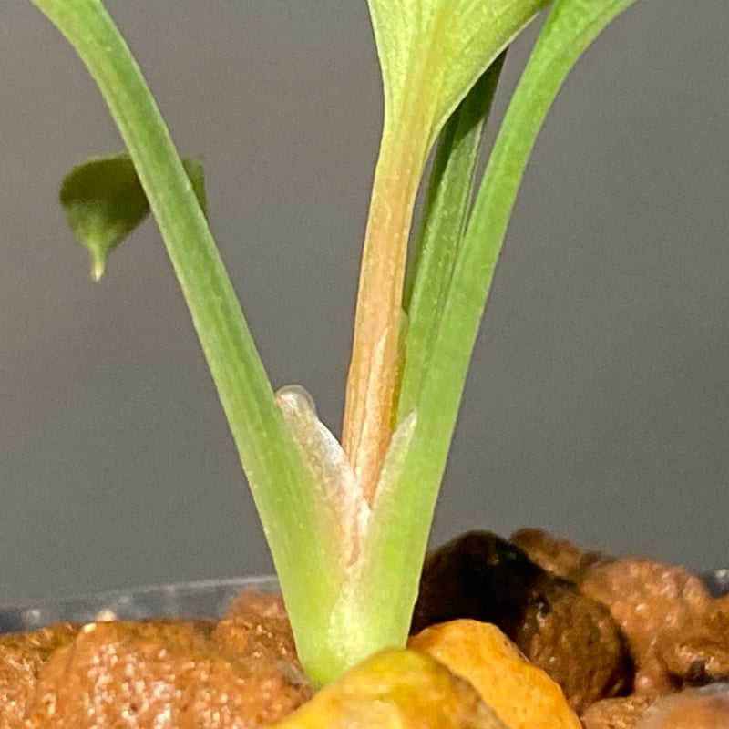 Homalomena sp. Aceh Silver from Aceh sumatera [