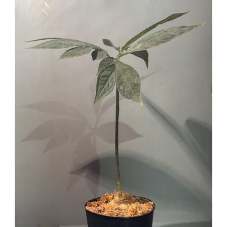 Amorphophallus pendulus from Kapuas hulu West Kalimantan