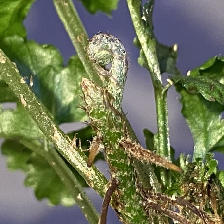 Bolbitis sp. from Siberut [LA]