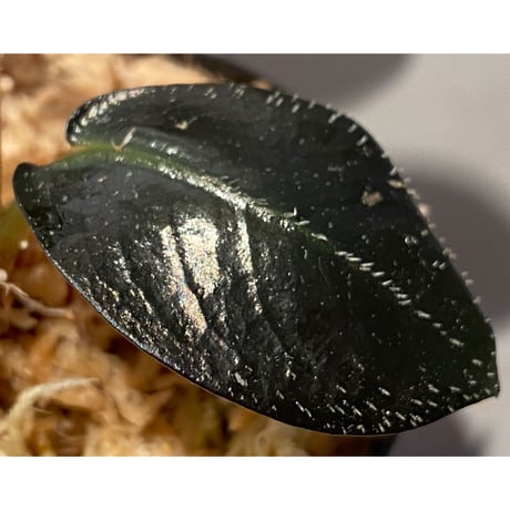 Argostemma hookeri from Malay Peninsula