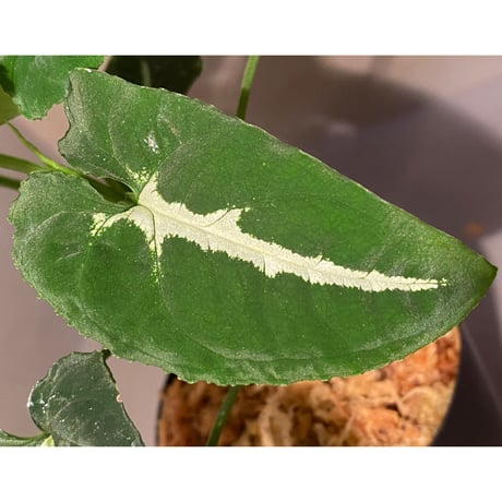 Syngonium wendlandii