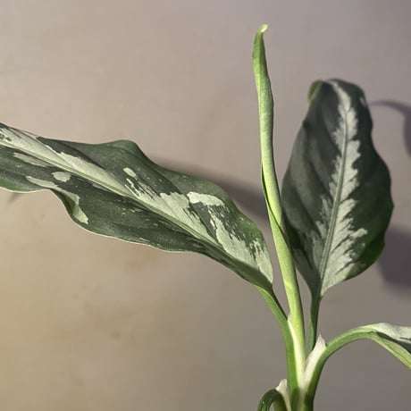 Aglaonema pictum A "しるば〜らいん" from Aceh sumatera [LA0217-04]