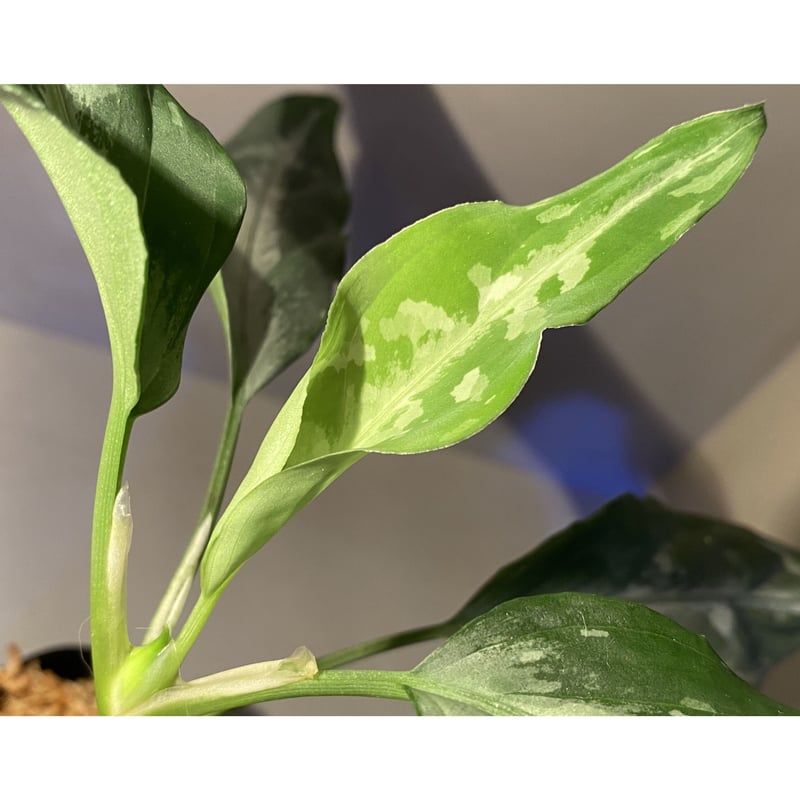 Aglaonema pictum A Aglaonema pictum A