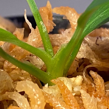 Homalomena sp. "Selawai" Sintang Kalimantan barat [TB]