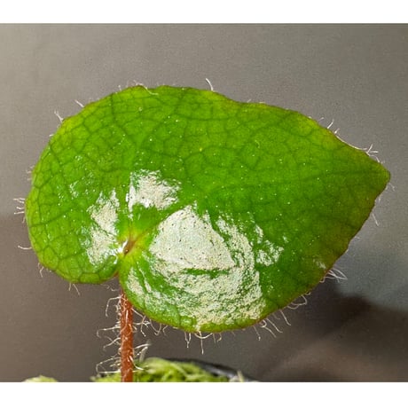 Begonia cf. ferox from Cao Bang [YH040519BK] TK