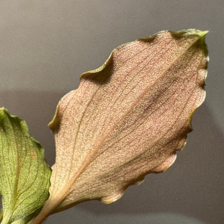 Homalomena sp. "Platinum Velvet" from Kepulauan Riau [KN]