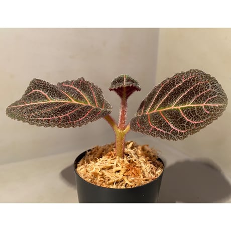 Pearcea hypocyrtiflora from Rio Napo Ecuador [tanakay] 赤葉脈