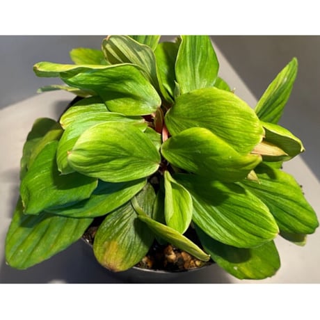 Homalomena sp. [LA0317-z-r]
