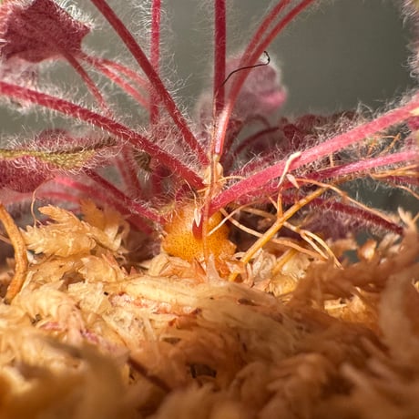 Sonerila dongnathamensis [LA]