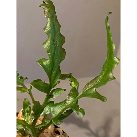 Bolbitis sinuosa from Philippines