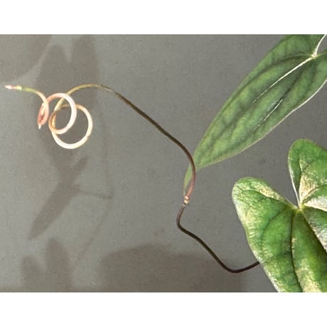 Dioscorea sp. from Sabah [R0516-01]