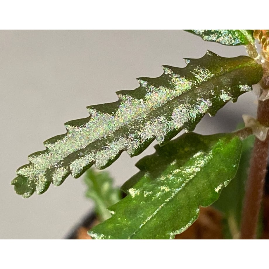 63ea1ae4db33f65dcdff3f52