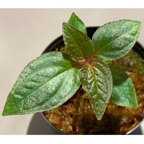 Sonerila sp. wf1 from Phang Nga Thailand [KZT]