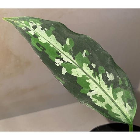 Aglaonema pictum from Aceh sumatera [T-120119-b-x]