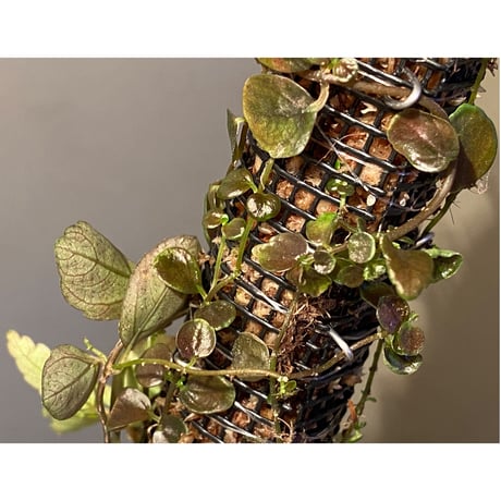 Pilea imparifolia from Iquitos Peru [tanakay]