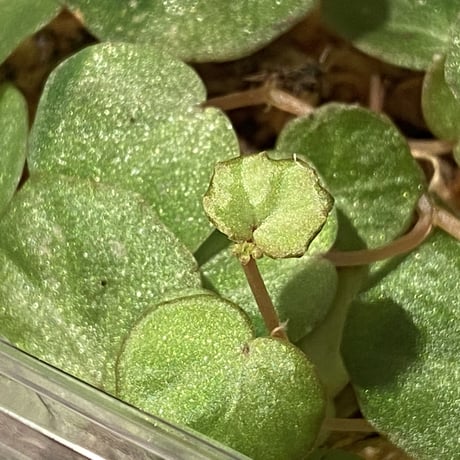 Begonia lichenora (sp.Mini) from Kalimantan Sarawak border [LA]
