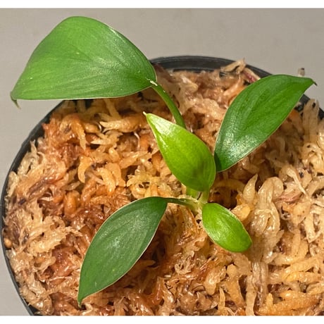 Homalomena sp. from Kuala Balah [TK270316]