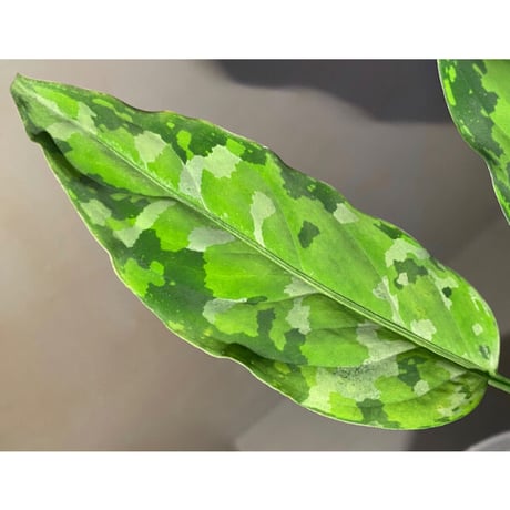 Aglaonema pictum Aceh Sumatra T-120119 X産地