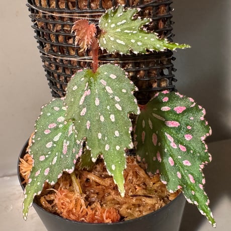 ベゴニア | STORES