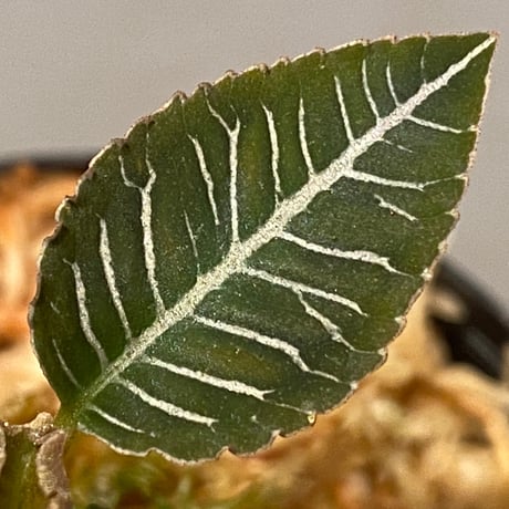 Ardisia sp. from Perlis Malaysia