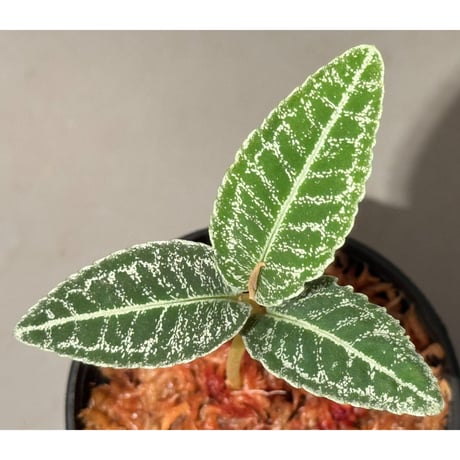 Ardisia sp. from Sumatra barat [TB]