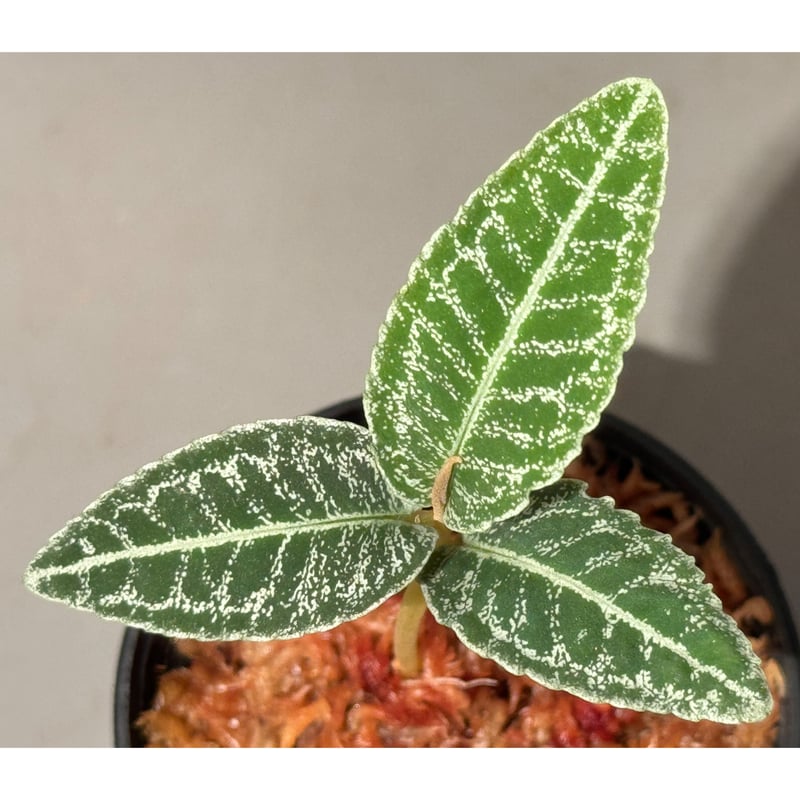 【アルディ】 ラブカ　　菅 叶和 PE＋　1枚 ラブライブ！オフィシャルカードゲーム ラブカ 菅 叶和 PE＋ 1枚 葉月