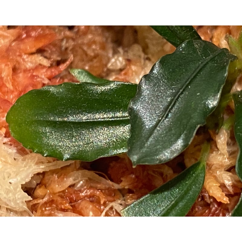 Bucephalandra motleyana 問屋便 | M・R・G・R