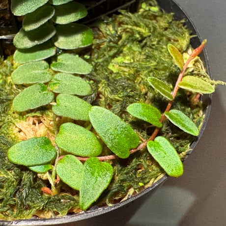 Marcgravia umbellata