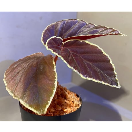 Begonia darthvaderiana
