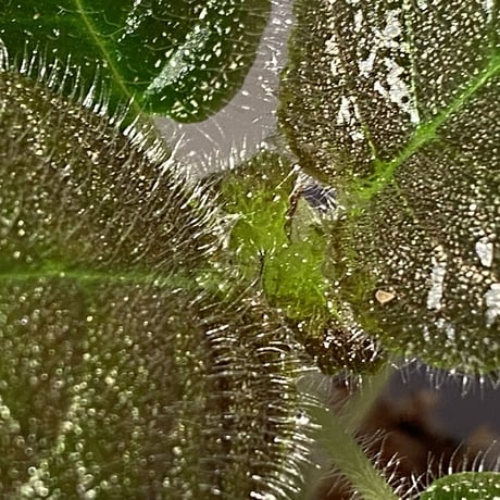 Gesneriaceae, Episcia lilacina from Colombia 2016 [tanakay]