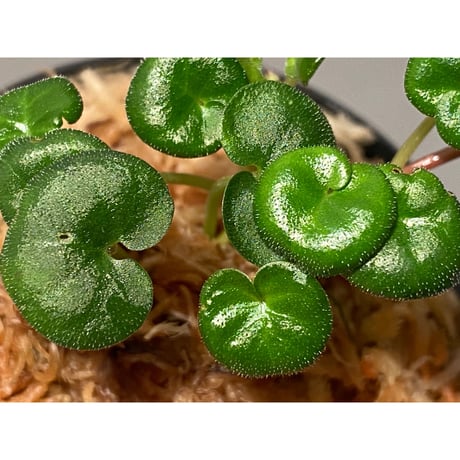 Geophila repens from Iquitos Peru [tanakay]