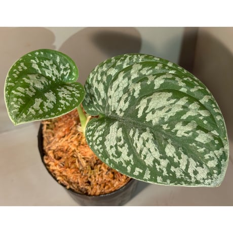 スキンダプサス | STORES