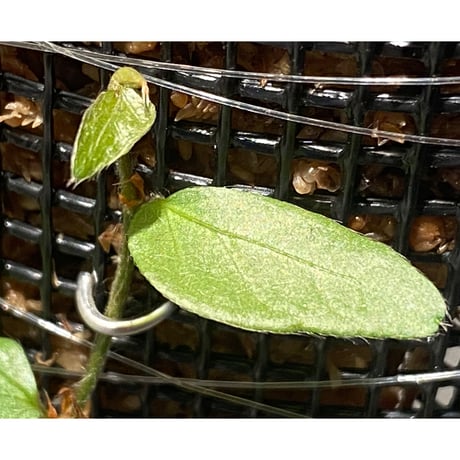 Ficus sp. "Muara wahau" white Kalimantan timur [TB]