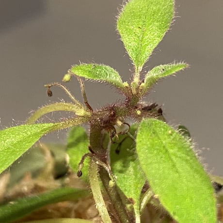 Codonoboea sp. from Sumatera barat [LA0317-01]