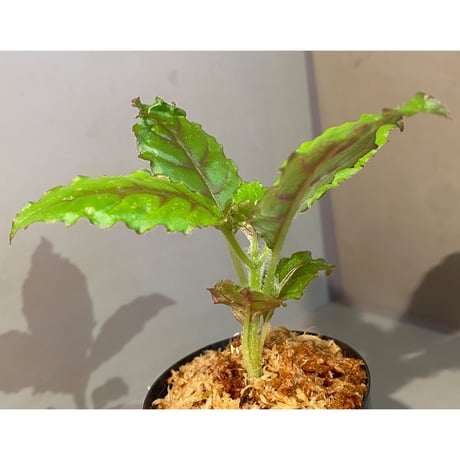 Nautilocalyx forgetii