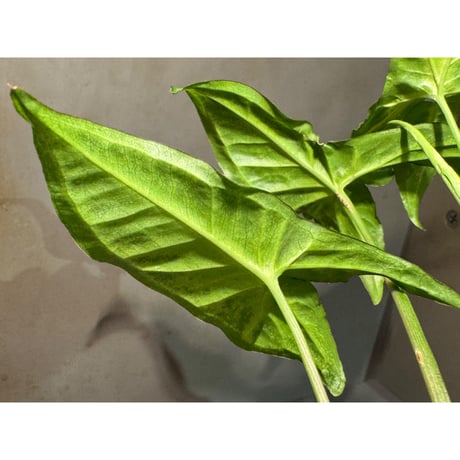 Syngonium podophyllum from Ecuador
